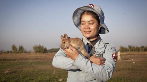 В Камбодже крыса-сапёр Магава уходит на пенсию 