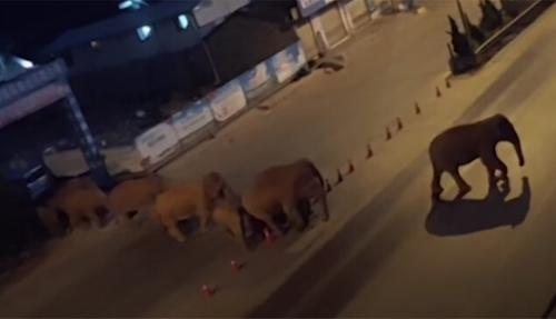 Из китайского заповедника сбежали 15 слонов