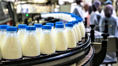 В производство молока на Кубани вложат больше миллиарда рублей в 2021 году