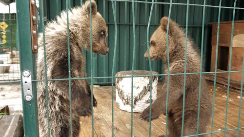 В Челябинск привезли медвежонка-сироту из Перми
