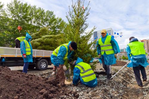 В Челябинске заменят все деревья и кустарники, которые погибли за зиму