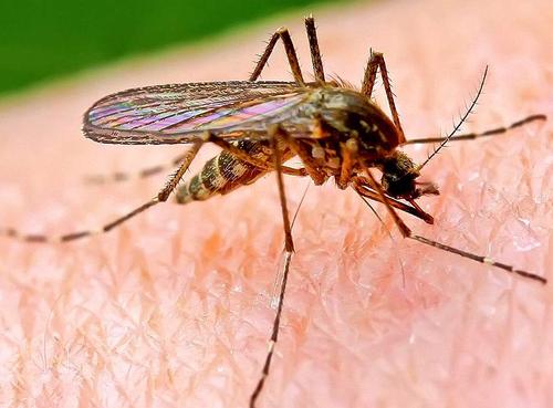 Как обезопасить себя от переносимых комарами вирусов