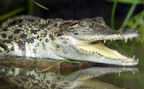 Глава Крыма Аксёнов поинтересовался у мэра Ялты, делали ли крокодилам при спасении искусственное дыхание 