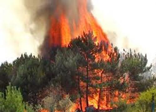 Власти Приморья предупредили жителей края о сохраняющейся высокой опасности пожаров в тайге