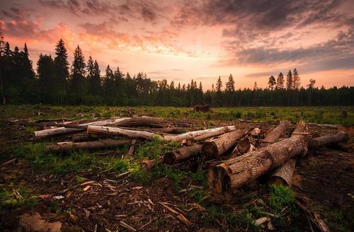 «До последнего дерева»: жители Свердловской области жалуются на массовые вырубки леса