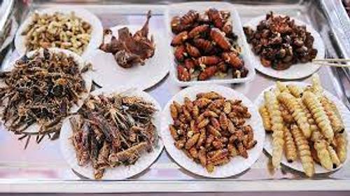 Надёжная альтернатива мясу: зоозащитники из Европы призывают к поеданию насекомых