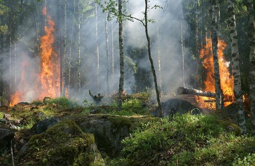 В Тольятти вспыхнувший природный пожар распространился по территории в 30 га