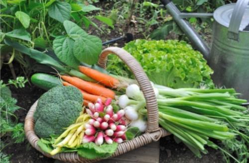 Останемся без овощей: как засуха и жаркий застой влияет на огородников