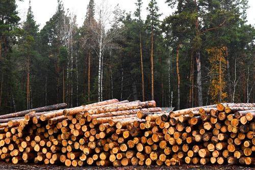 Российские инвесторы предложили приватизировать лес