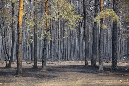 В Челябинской области 99% лесных пожаров тушат в первые сутки