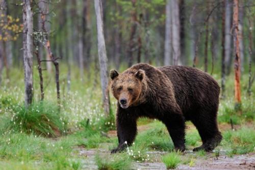 СКР ведет проверку по факту нападения медведя на туристов на территории природного парка «Ергаки» в Сибири