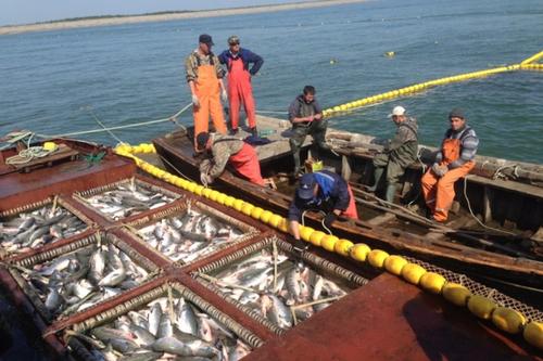 Рыбопромышленники в Хабаровском крае требуют пересмотра распределения квот 