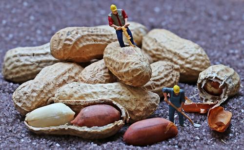 Ученые уверены, что чрезмерное употребление арахиса  опасно тем, что способствует распространению рака