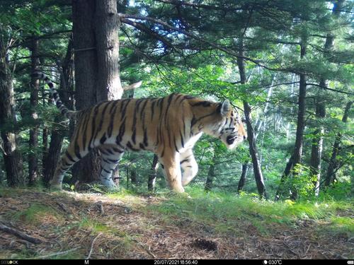 В Большехехцирском заповеднике нашли логово тигра