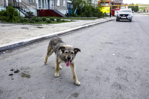 Жителя Челябинской области на три года осудили за убийство собаки