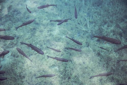 На берегу моря на юго-востоке Испании нашли мертвыми тысячи рыб