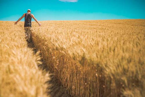 Подорожание пшеницы может вызвать новый скачок инфляции