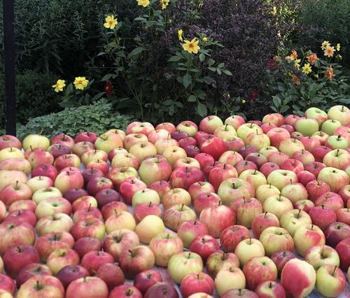 Иерей Илья Боярский рассказал, что нельзя делать с освящёнными на Яблочный спас яблоками
