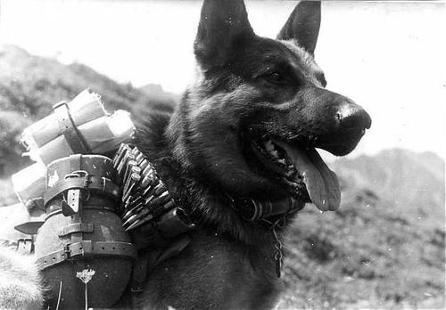 Клыки против штыков: подвиг собак в Великой Отечественной войне