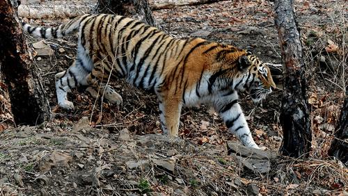 Лесоруб погиб при нападении амурского тигра в Хабаровском крае