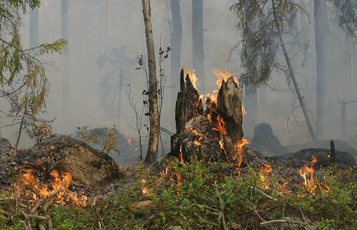 В Тольятти горит лес на площади 8 гектаров