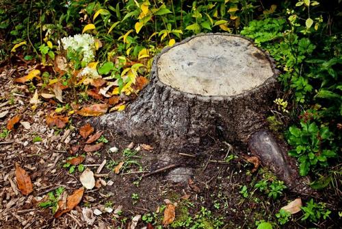 Экоактивисты Волгоградской области подарили чиновникам, виновным в вырубке леса, именные пеньки