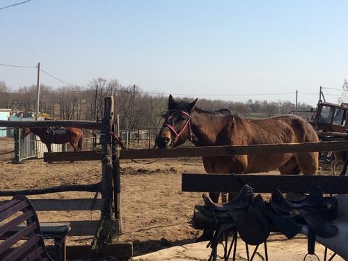 Хабаровским конным клубом вновь заинтересовался СК после травмы клиентки