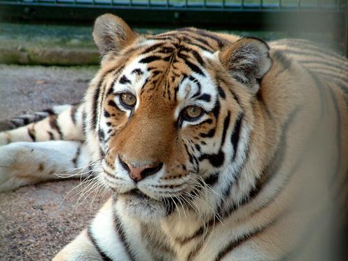 Директор амурского филиала WWF России Осипов заявил, что амурскому тигру больше не грозит исчезновение