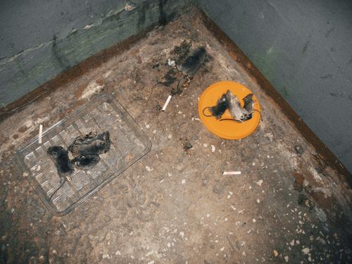 Жилой дом в Риге оккупировали крысы