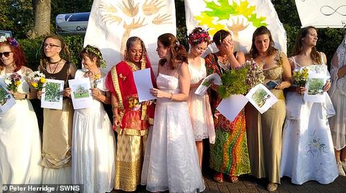 70 женщин «вышли замуж» за десятки деревьев в отчаянной попытке предотвратить их вырубку