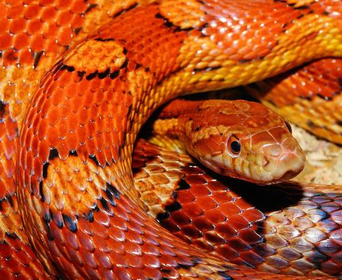 Ученые выяснили, почему змеи выжили при столкновении с астероидом много миллионов лет назад