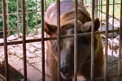 Туристы спасли из дагестанского ресторана медведя, которого потом в отместку убили