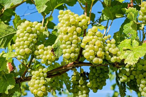 Самый сочный сезон: в Беларуси собирают урожай винограда