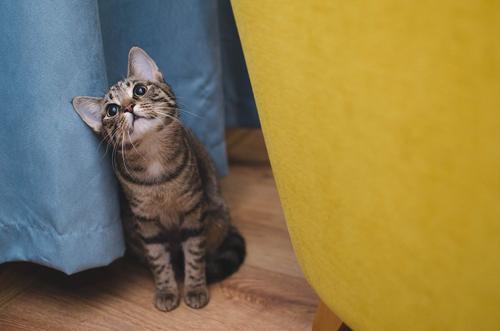 Ученые объяснили роль охоты в питании домашних кошек