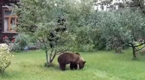 В Латвии небывалое нашествие медведей