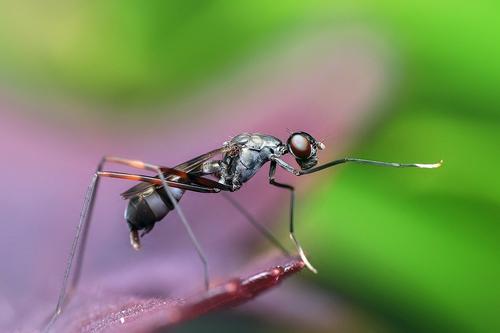 Ученые выявили эволюцию муравьёв-паразитов по ДНК 
