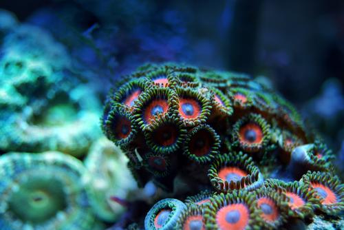 Ученые: изменение климата погубило кораллы по всему миру