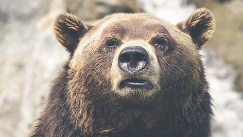 Латвия: не так просто справиться с русским медведем