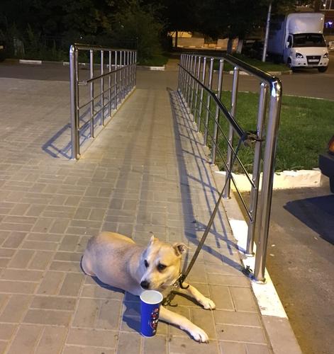 У россиян возник спор из-за привязанных к велопарковке собак
