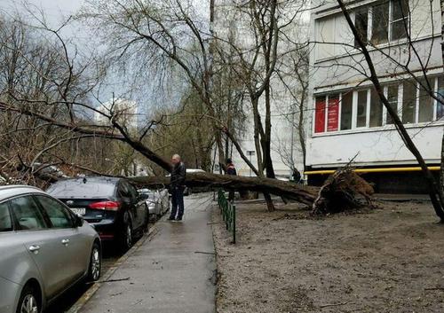 В МЧС предупредили москвичей о ветре с порывами до 20 метров в секунду до вечера пятницы