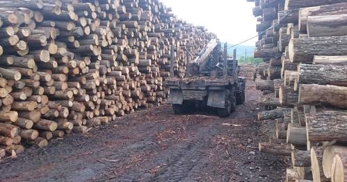 Пять уголовных дел завели в Хабаровске за продажу леса в Китай на 3,2 млрд рублей