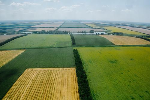 В Красноармейском районе Кубани 253 предприятия производят сельхозпродукцию