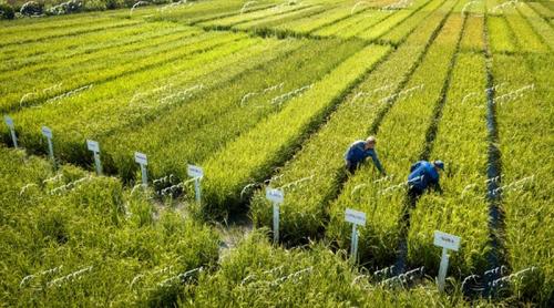 Господдержка семеноводства на Кубани составила 9,3 миллиарда рублей в 2021 году