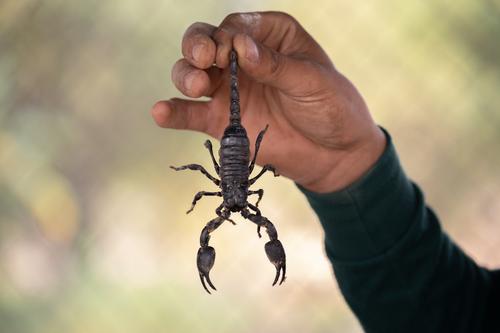 Ученые сообщили, что яд скорпиона может защитить от коронавируса