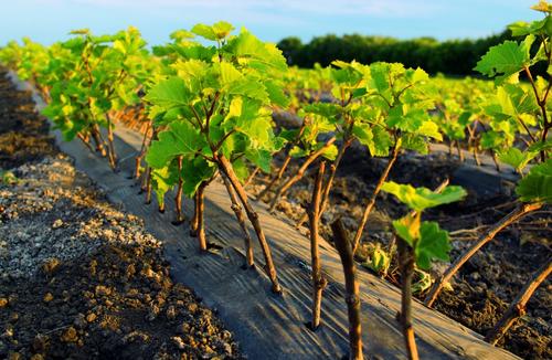 Глава КФХ Анатолий Новошитский: выращивать виноград сложно, но интересно
