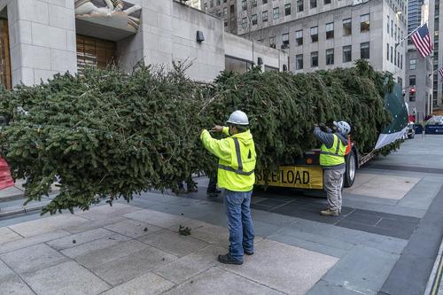 В Нью-Йорк доставили главную рождественскую ель страны