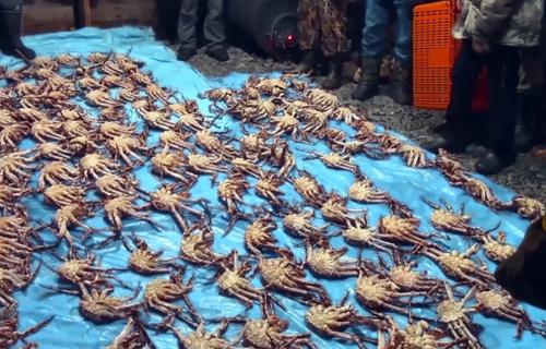 В Хабаровском крае у браконьеров изъяли краба и гребешка на 30 млн рублей 