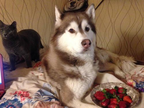 Сибирский хаски: собаки, спасшие город от эпидемии