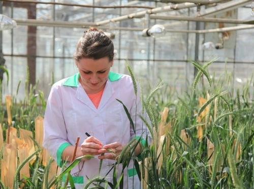 На Кубани центр зерна имени Лукьяненко использует новые генетические инструменты