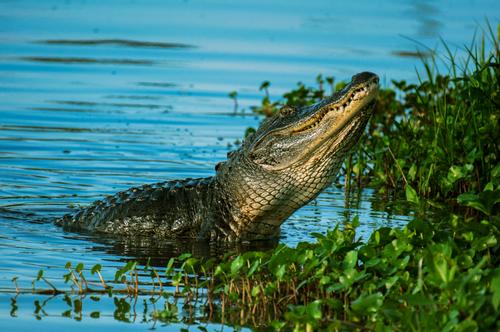 В Китае из-за страха выходить из воды утонул крокодил
